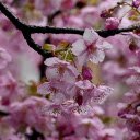 Cherry Blossoms and Raindrops  screen for extension Chrome web store in OffiDocs Chromium