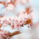 Cherry Blossoms and Young Buds  screen for extension Chrome web store in OffiDocs Chromium
