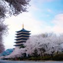 Cherry Blossoms Surrounding a Pagoda in Spring  screen for extension Chrome web store in OffiDocs Chromium
