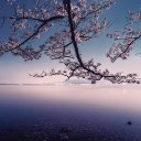 CHERRY BLOSSOM Theme  screen for extension Chrome web store in OffiDocs Chromium