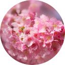 Cherry Blossom Wallpaper HD New Tab  screen for extension Chrome web store in OffiDocs Chromium