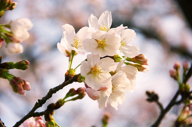 Descarga gratuita rama de flor de cerezo, sí, sí, imagen gratuita para editar con el editor de imágenes en línea gratuito GIMP
