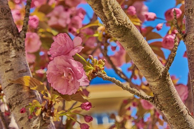 Download gratuito Cherry Flower Tree - foto o immagine gratuita da modificare con l'editor di immagini online di GIMP