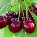 Cherry giggled  screen for extension Chrome web store in OffiDocs Chromium
