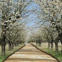 Cherry Road  screen for extension Chrome web store in OffiDocs Chromium