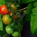 Cherry Tomatoes  screen for extension Chrome web store in OffiDocs Chromium