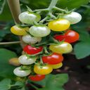 cherry tomato wallpaper  screen for extension Chrome web store in OffiDocs Chromium