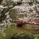 Cherry Tree Blossoms  screen for extension Chrome web store in OffiDocs Chromium