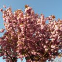 Cherry Tree in Blossom  screen for extension Chrome web store in OffiDocs Chromium