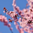 CHERRY TREE Theme  screen for extension Chrome web store in OffiDocs Chromium