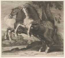 Free download Chevaux Tartare free photo or picture to be edited with GIMP online image editor
