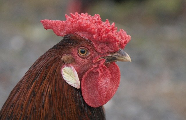 Free download chicken farm cock rooster beak free picture to be edited with GIMP free online image editor