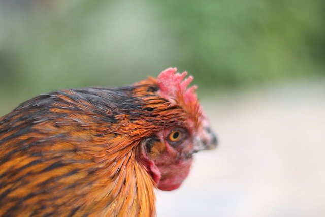 Muat turun percuma keran ayam gambar percuma ayam ayam ayam untuk diedit dengan editor imej dalam talian percuma GIMP