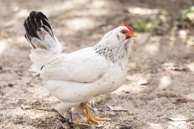 Faça o download gratuito da imagem gratuita do pássaro da fazenda do galo de galinha para ser editada com o editor de imagens on-line gratuito do GIMP