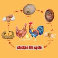 Free download Chicken life cycle | Egiyok News free photo or picture to be edited with GIMP online image editor