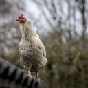 Chicken on the roof  screen for extension Chrome web store in OffiDocs Chromium