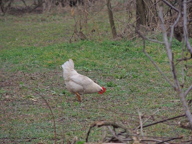 Free download chicken rooster hen poultry bird free picture to be edited with GIMP free online image editor