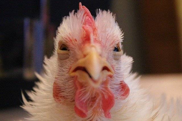 Scarica gratuitamente Chicken White Bird: foto o immagini gratuite da modificare con l'editor di immagini online GIMP