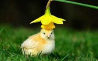 Free download chick with flower free photo or picture to be edited with GIMP online image editor