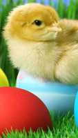 Free download Chik free photo or picture to be edited with GIMP online image editor
