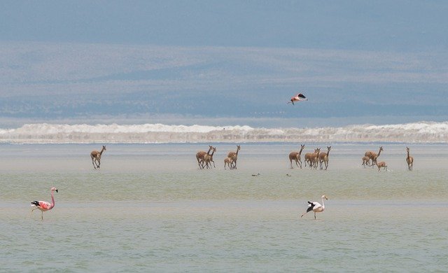 Free download chile do you travel travel free picture to be edited with GIMP free online image editor