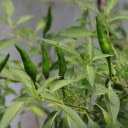 Chili plant and green fruits  screen for extension Chrome web store in OffiDocs Chromium