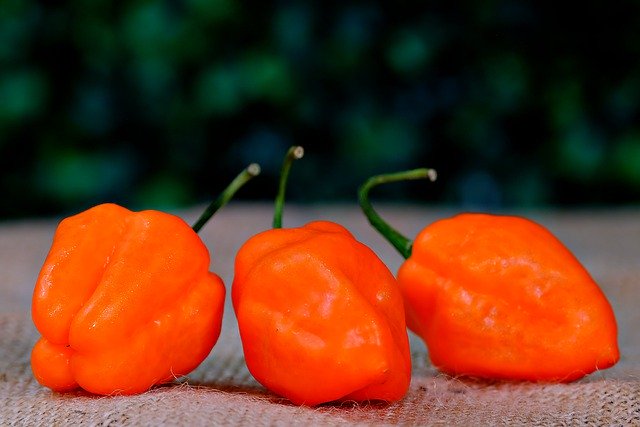 Free download chilli peppers peppers vegetables free picture to be edited with GIMP free online image editor