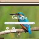 Chim Bo Teo  screen for extension Chrome web store in OffiDocs Chromium