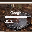 Chim Cut Hoang Da  screen for extension Chrome web store in OffiDocs Chromium