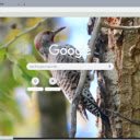 Chim Go Kien  screen for extension Chrome web store in OffiDocs Chromium