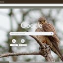 Chim Kestrel  screen for extension Chrome web store in OffiDocs Chromium