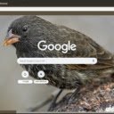 Chim Ma  screen for extension Chrome web store in OffiDocs Chromium