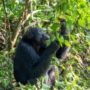 Chimpanzee and the Tree  screen for extension Chrome web store in OffiDocs Chromium