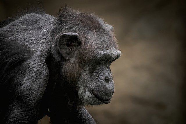 Free download chimpanzee animal wildlife chimp free picture to be edited with GIMP free online image editor