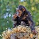 Chimpanzee on straw bed  screen for extension Chrome web store in OffiDocs Chromium