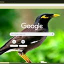 Chim sao  screen for extension Chrome web store in OffiDocs Chromium