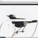 Chim Se Den  screen for extension Chrome web store in OffiDocs Chromium