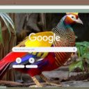 Chim Tri  screen for extension Chrome web store in OffiDocs Chromium