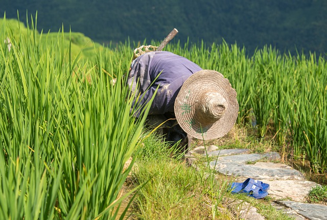 Téléchargement gratuit de l'image gratuite des rizières de montagne de Chine Guilin à éditer avec l'éditeur d'images en ligne gratuit GIMP