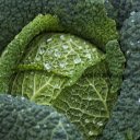 Chinese cabbage  screen for extension Chrome web store in OffiDocs Chromium