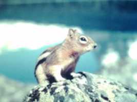 Free download Chipmunk In Canada  free photo or picture to be edited with GIMP online image editor