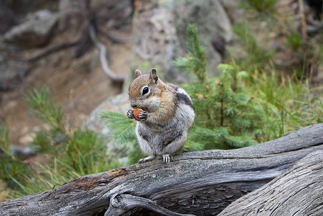 김프 무료 온라인 이미지 편집기로 편집할 수 있는 무료 다운로드 다람쥐 자연 야외 모험 무료 사진
