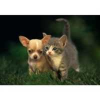 Free download Chiwawa And A Kitty free photo or picture to be edited with GIMP online image editor