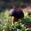 Chocolate mushrooms  screen for extension Chrome web store in OffiDocs Chromium