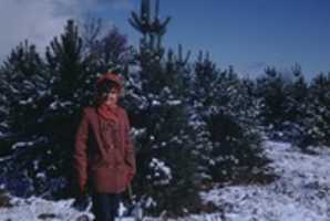 Free download Christmas, Christmas Tree free photo or picture to be edited with GIMP online image editor