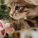 Christmas cute cat theme  screen for extension Chrome web store in OffiDocs Chromium