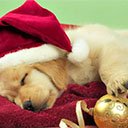 Christmas dog theme  screen for extension Chrome web store in OffiDocs Chromium