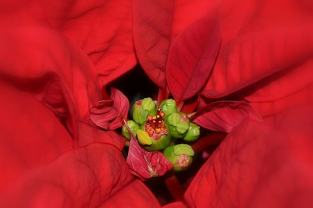 Scarica gratuitamente l'immagine gratuita del fiore rosso della stella di Natale da modificare con l'editor di immagini online gratuito GIMP
