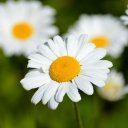 CHRYSANTHEMUM 2 Theme  screen for extension Chrome web store in OffiDocs Chromium