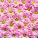 Chrysanthemum arrangement  screen for extension Chrome web store in OffiDocs Chromium